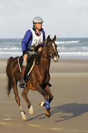 Endurance horse galloping on a beach.